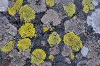 Lichens sur rocher  (Rhizocarpon geographicum)